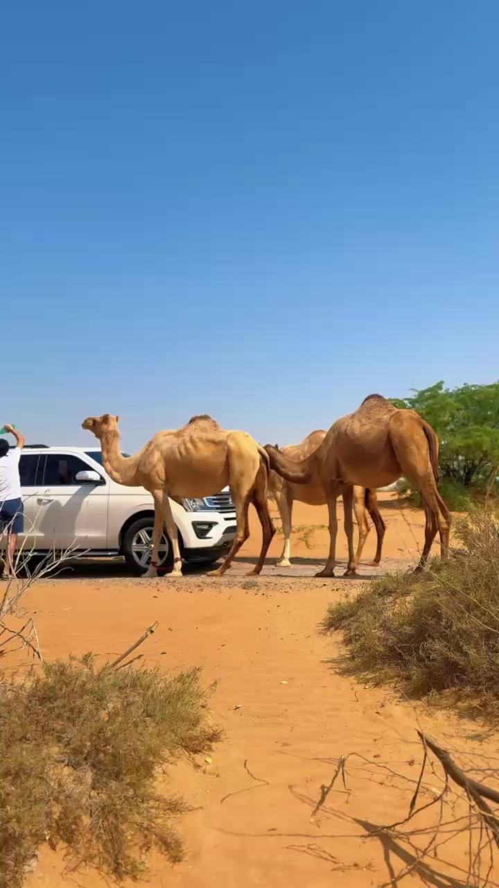 Верблюжья дорога Al Alyaah Street в ОАЭ