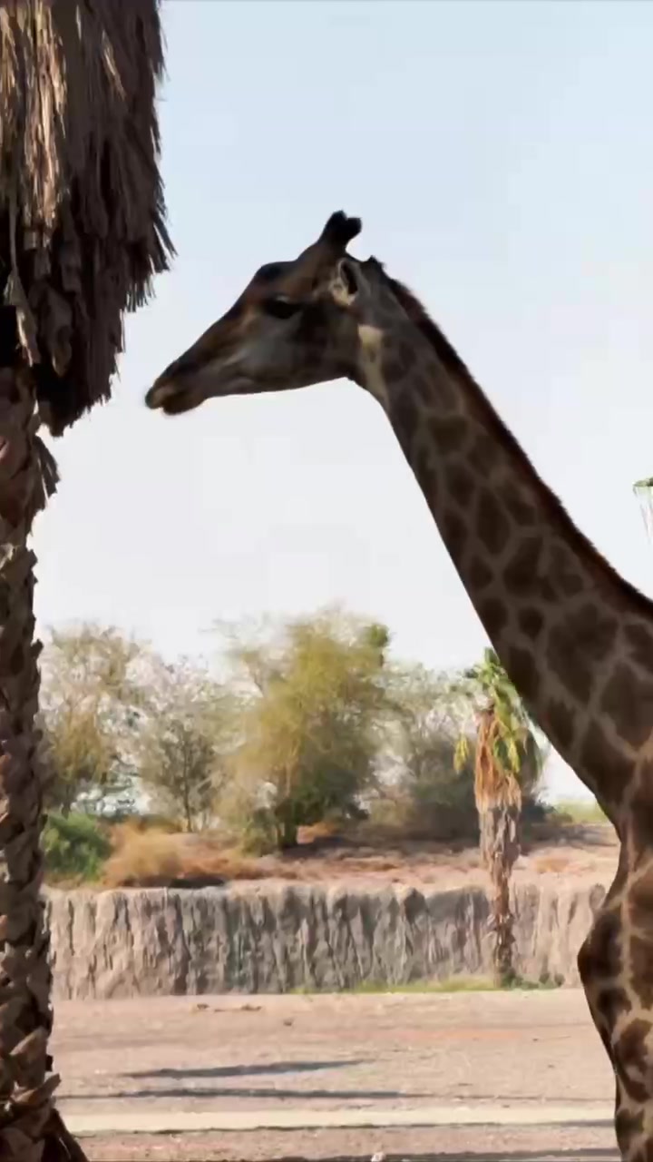 Sharjah Safari Park: Complete Visitor Guide